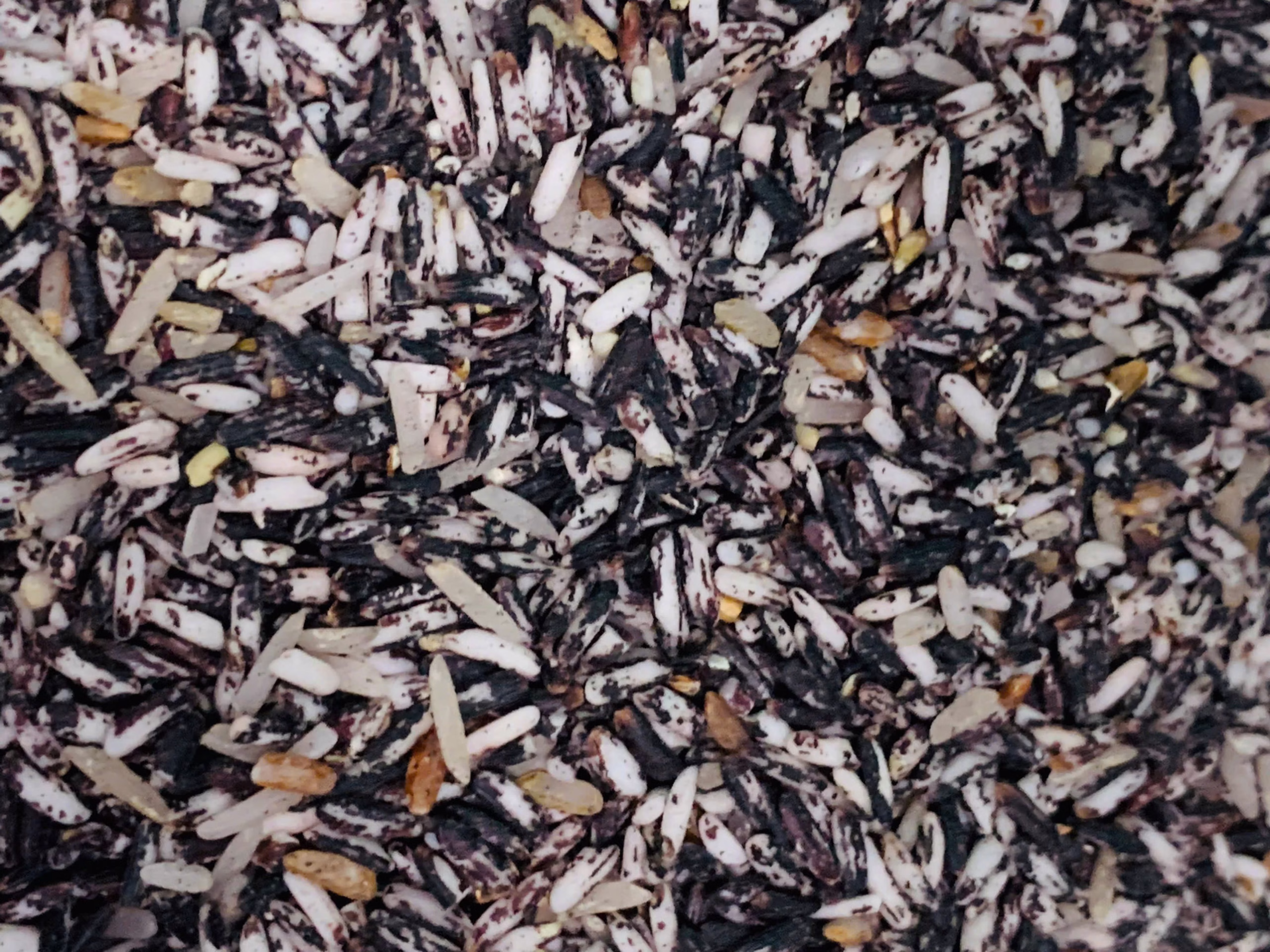 gạo tím organic